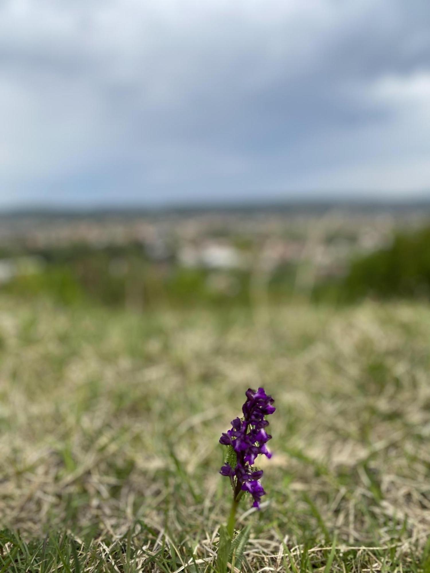 Apartman Mina Mataruska Banja Dış mekan fotoğraf