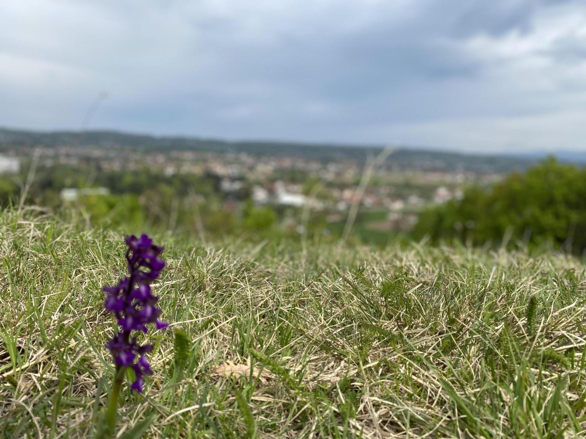 Apartman Mina Mataruska Banja Dış mekan fotoğraf